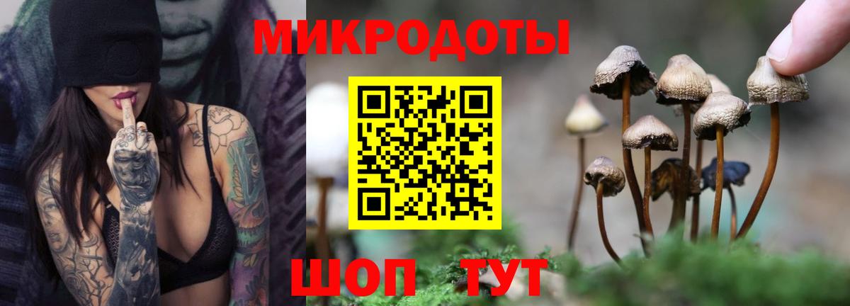 Псилоцибиновые грибы Psilocybe Чайковский